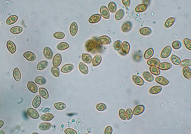 La grande siccita''....ma qui i funghi spuntano lo stesso !